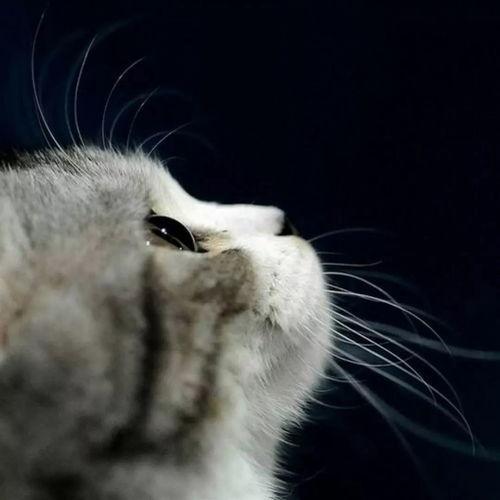 娱乐吃瓜君猫猫生日歌